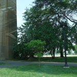 tree-lined pathways through a city park