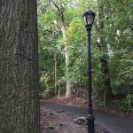 tree-lined pathways in a city park
