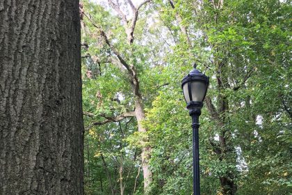 tree-lined pathways in a city park