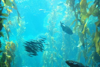 Sunlight filtering through an underwater kelp forest