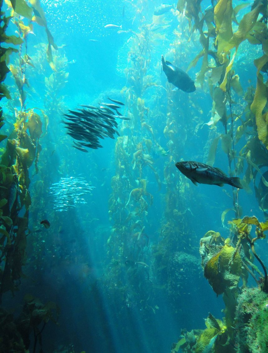 Sunlight filtering through an underwater kelp forest